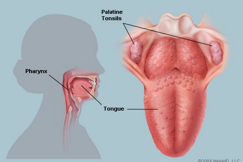 Tonsils Useless Human Body Parts