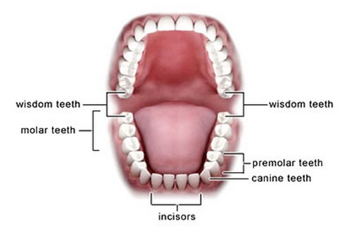 the teeth of the human body