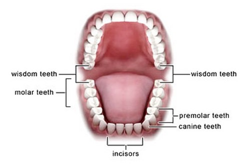 Wisdom Teeth Useless Human Body Parts