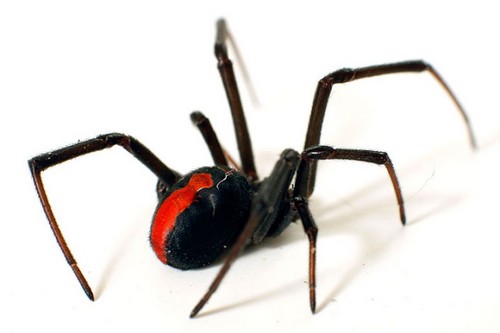 Black Widow spider