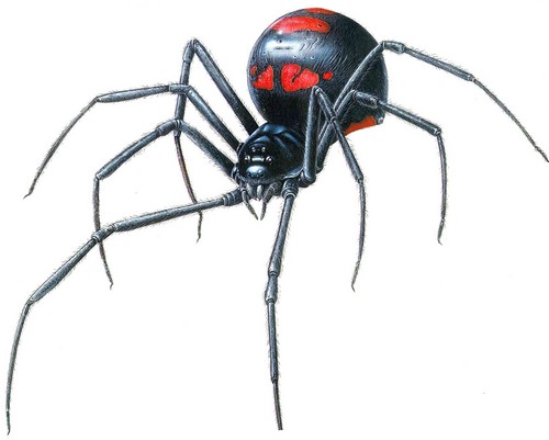 Black widow Dangerous Spiders