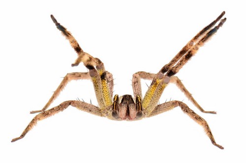 most venomous spider