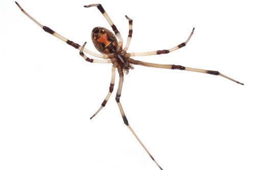 Brown Widow Spider