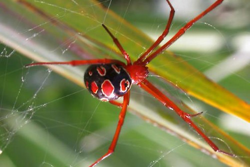Red-Legged Widow Spider