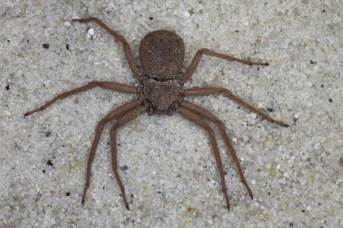 Top 10 Dangerous Spiders
