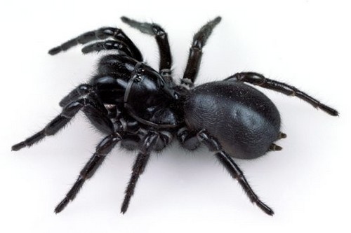 Sydney Funnel Web Spider