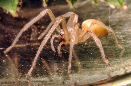 Yellow Sac Spider