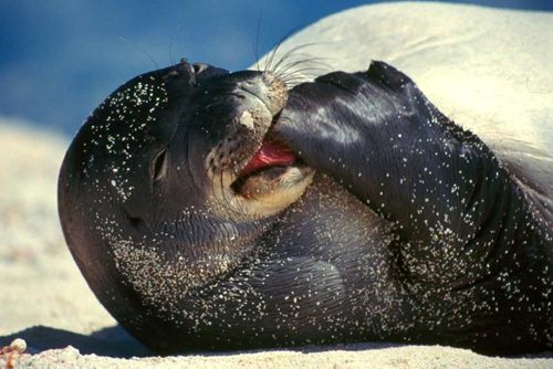 Endangered Species of 2016, Close to Extinction