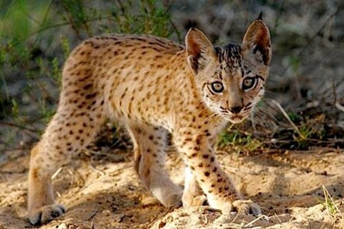 Iberian Lynx