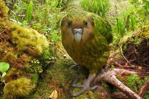 Endangered Species of 2016, Close to Extinction