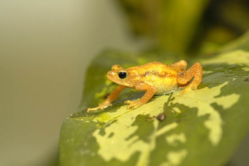 Endangered Species of 2016, Close to Extinction