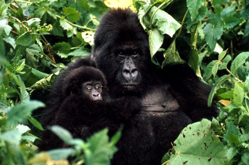 Endangered Species of 2016, Close to Extinction