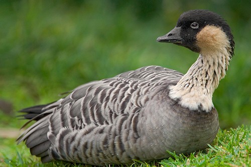 Endangered Species of 2016, Close to Extinction