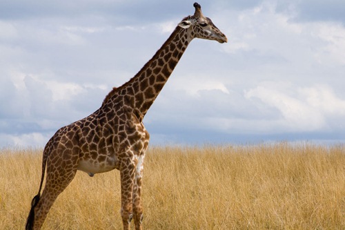 Endangered Species of 2016, Close to Extinction