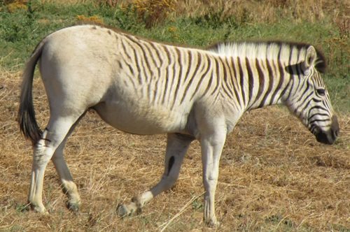 Extinct Animal Species