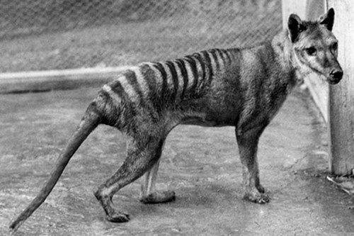 Extinct Animal Species