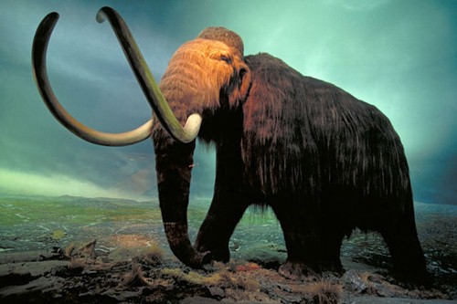 Extinct Animal Species