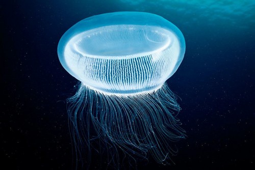 Jellyfish proteins used to create polariton laser