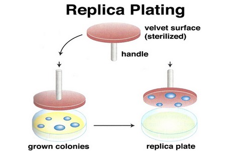 Replica Plating