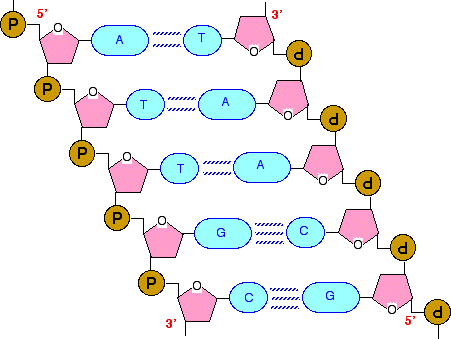 structure for DNA
