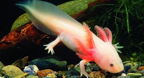 The animal kingdom is full of superheroes and superpowers. Read about 10 of the coolest superhero powers in the animal kingdom