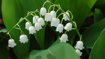 Lily of the Valley