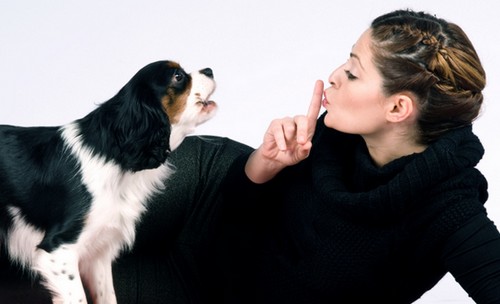 how to make stop barking top 10 bad behaviors most common bad habits of dogs how to make stop barking top 10 bad behaviors most common bad habits of dogs