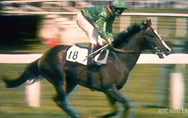 Shergar the champion horse 