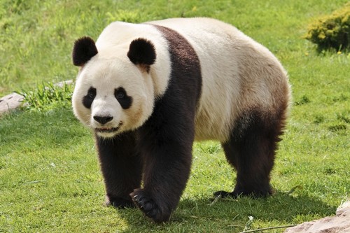 Giant Panda