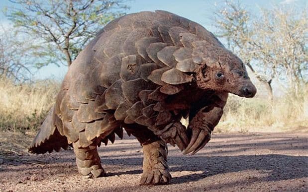 Pangolin