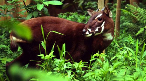 Saola