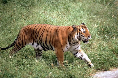 South China Tiger