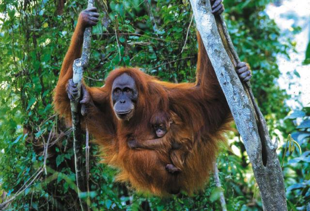 Sumatran Orangutan