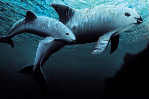 Vaquita To Go Extinct