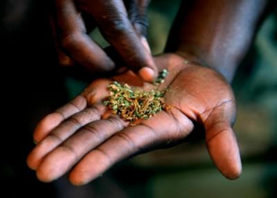 Deadliest Street Drugs
