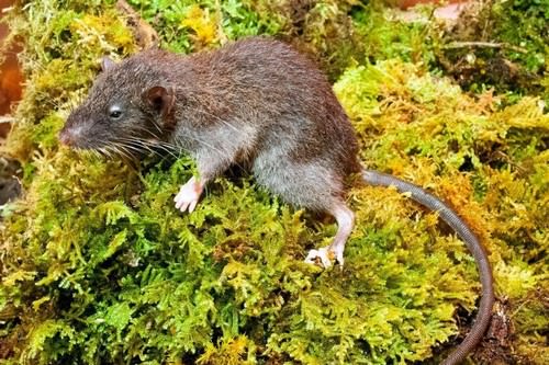 Newly Discovered Animal Species