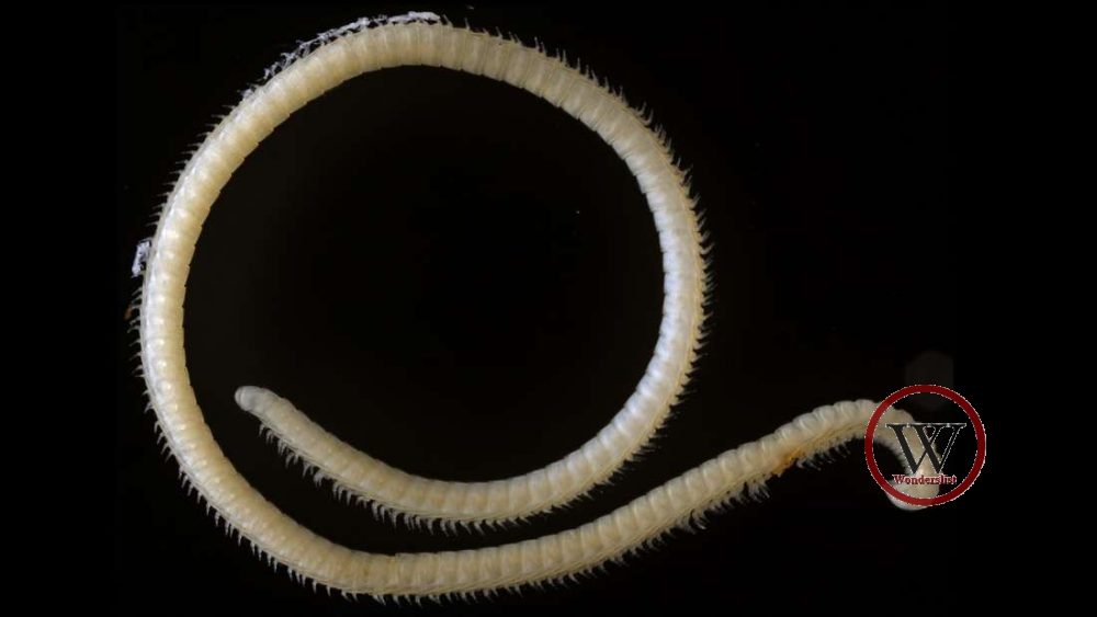 Newly Discovered Animal Species