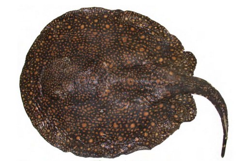 Newly Discovered Animal Species