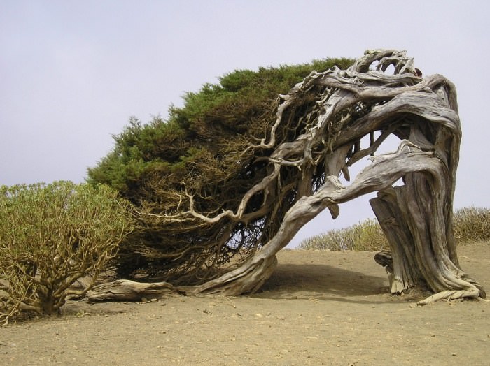 El Arbol de la Sabina árvores incomuns e estranhas