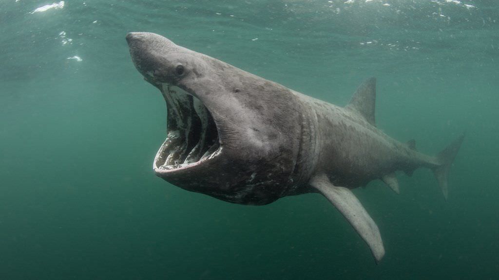 basking shark