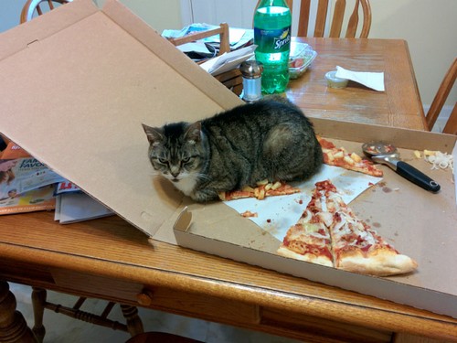 Cats That Really Donâ€™t Care