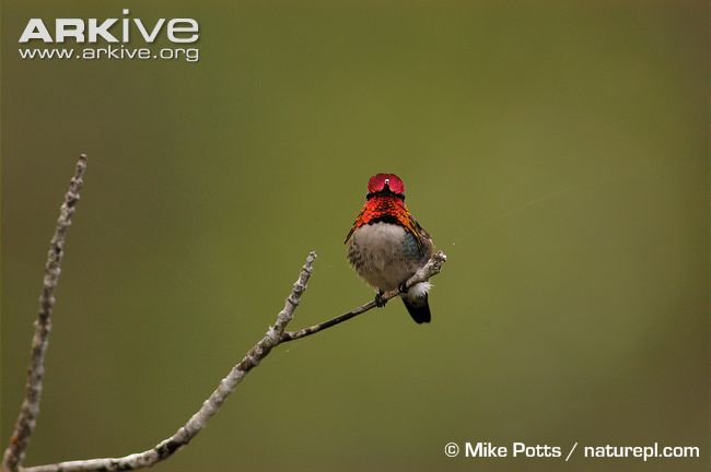 Bee Hummingbirds Bee Hummingbirds