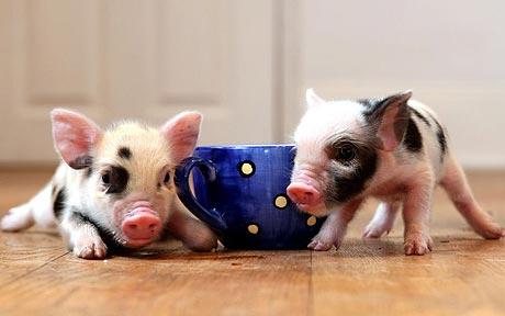 Micro Pig