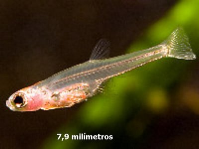 Top 10 Smallest Living Animals