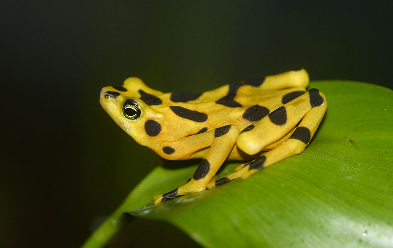 Top 10 Smallest Living Animals