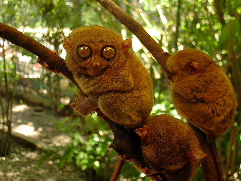 Philippine Tarsiers