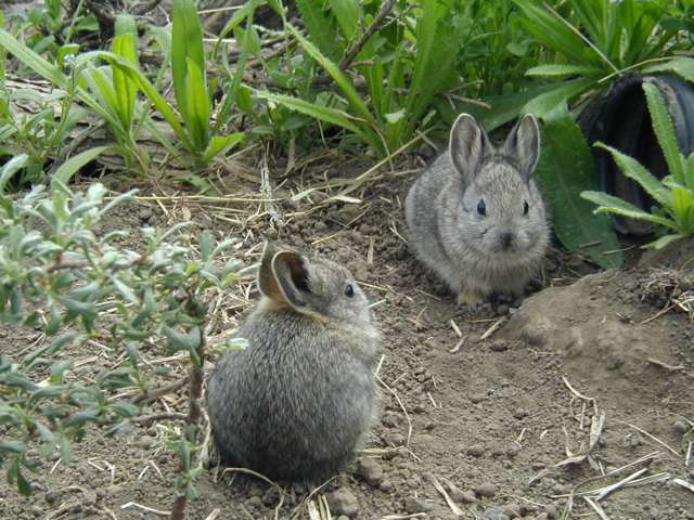 Top 10 Smallest Living Animals