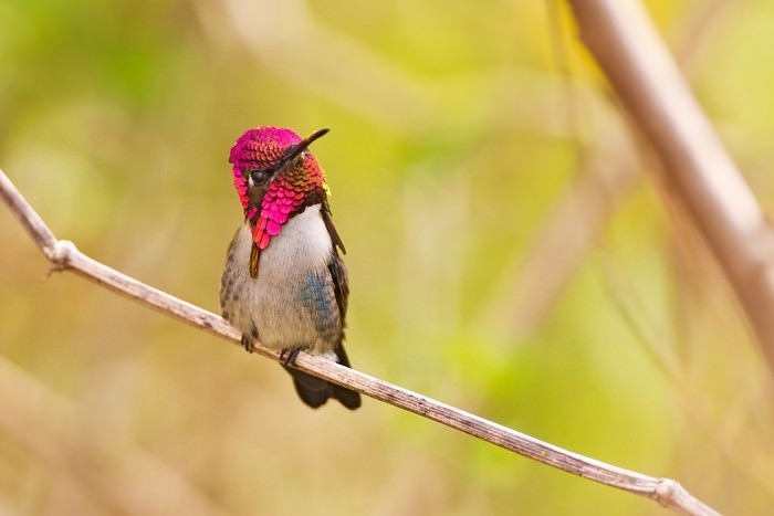 Smallest Bird Bee Hummingbirds