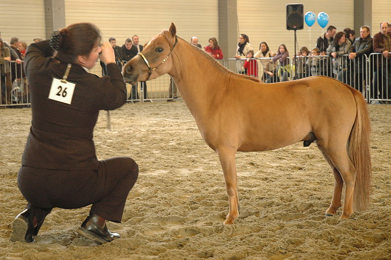 Miniature Horse