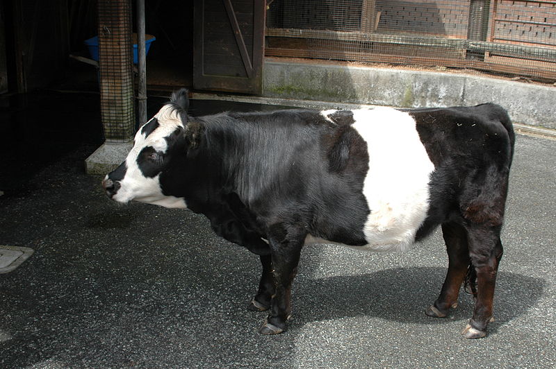 Panda Cow